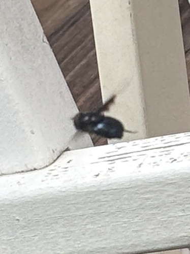 Western Carpenter Bee
