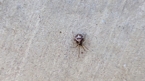 False Widow Spiders