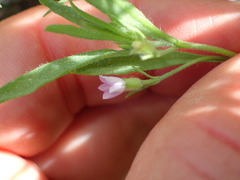 Convolvulus simulans