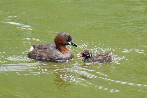 iNaturalist: (c) avaw731, some rights reserved (CC BY-NC) iNaturalist image