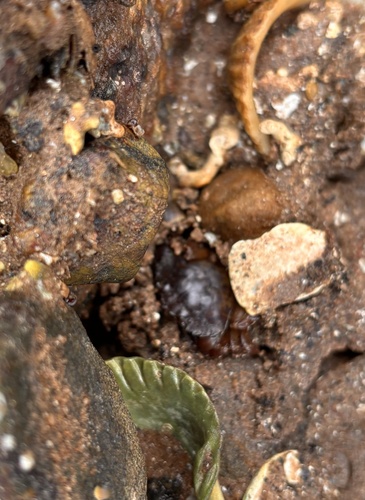 European Green Crab · Lamlash Bay, Isle Of Arran, Scotland, GB