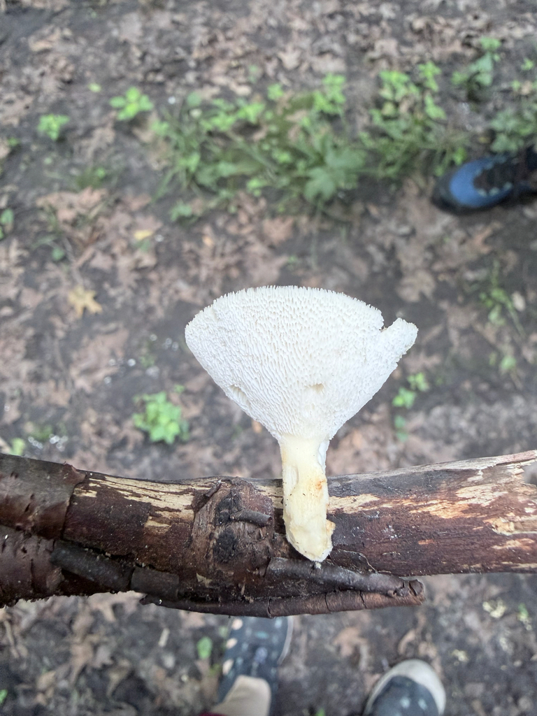 Polyporus fagicola · July 2026 · photo: Photo: (c) Erica Tava Johnson, some rights reserved (CC BY) · iNaturalist