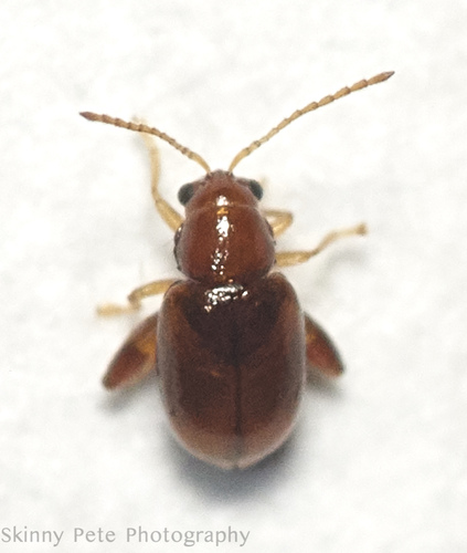 Glyptina