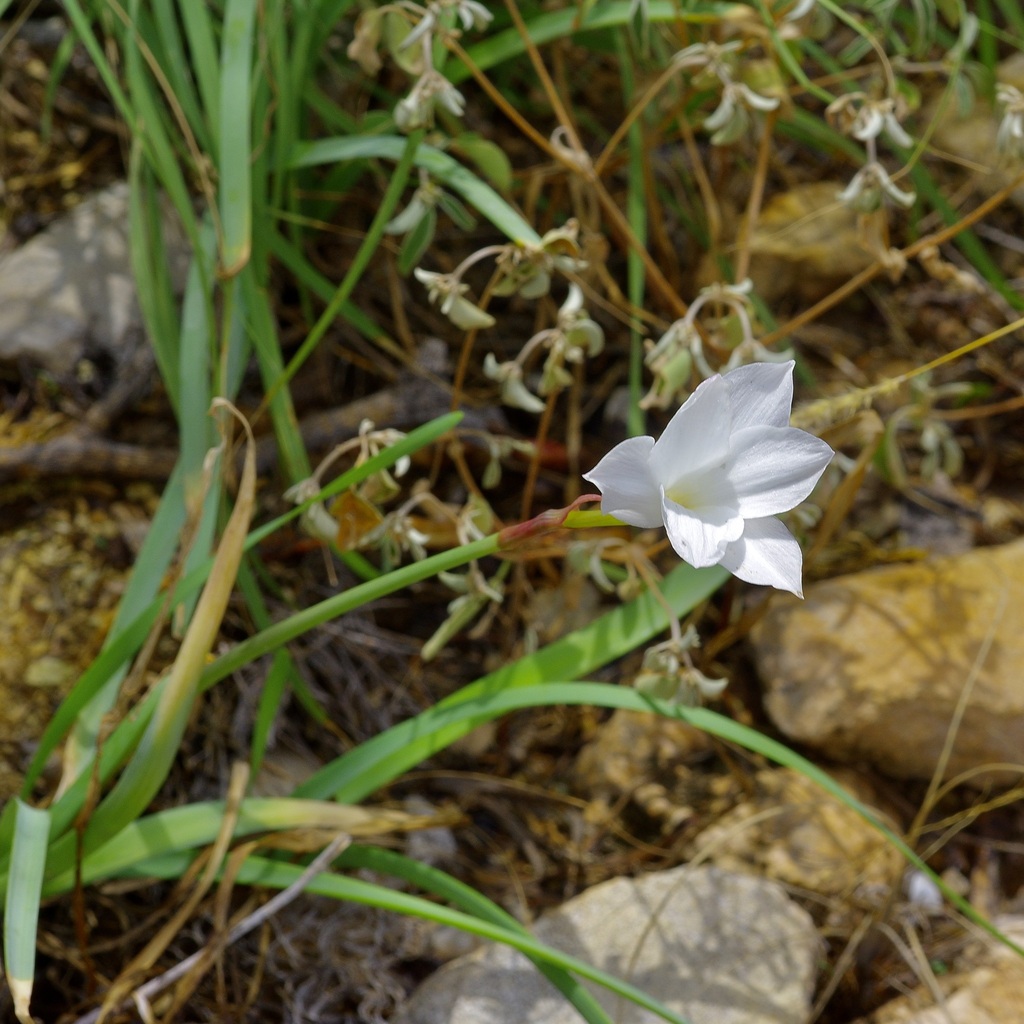 Zephyranthes drummondii; photograph (c) Michelle W. (鍾偉瑋), some rights reserved (CC BY)