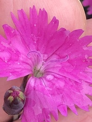 Dianthus gratianopolitanus