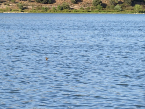 iNaturalist image