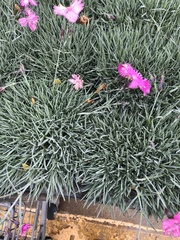 Dianthus gratianopolitanus