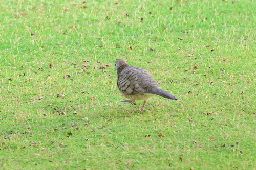Geopelia striata observed 2026-06-26