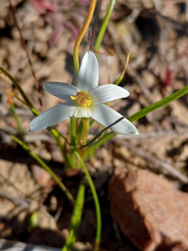Pauridia serrata, photograph 6