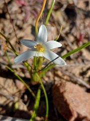 Pauridia serrata, photograph (c) Brian du Preez, some rights reserved (CC BY-SA)