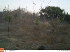 Zonotrichia leucophrys