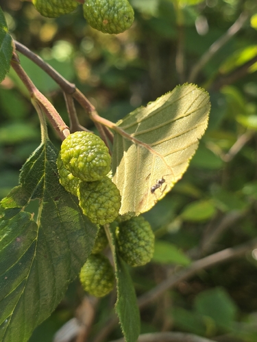 green alder