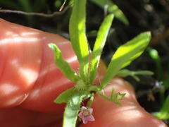 Convolvulus simulans