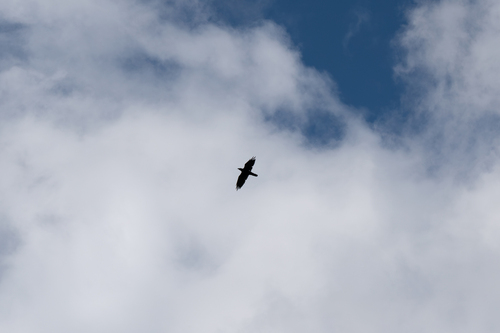 Common Raven