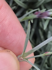 Dianthus gratianopolitanus