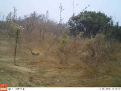 Zonotrichia leucophrys