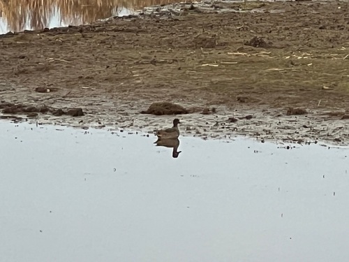 American Coot