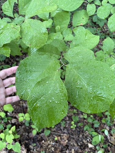 Styrax grandifolius, photograph 4