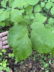 Styrax grandifolius, photograph author not stated, no rights reserved