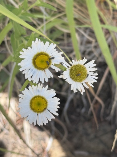 spreading fleabane