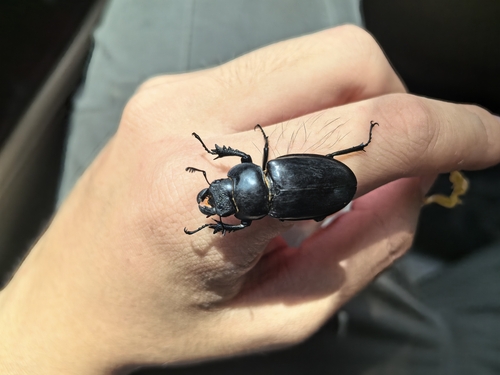 Lucanus parryi parryi