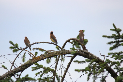Cedar Waxwing
