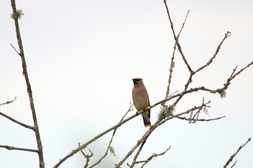 Cedar Waxwing