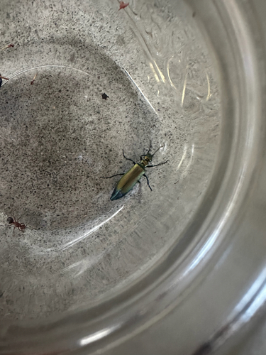 Nuttall's blister beetle