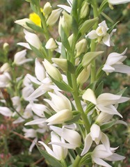 Cephalanthera epipactoides