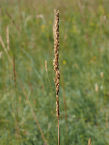Koeleria pyramidata, 2026-07-13