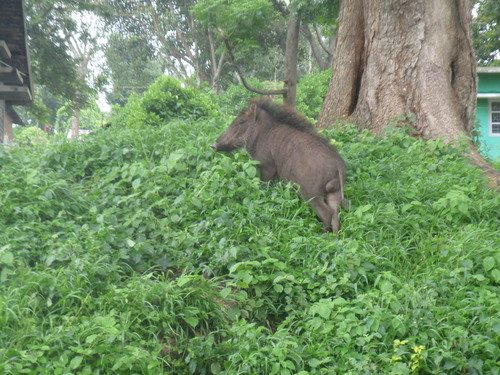 Wild Boar