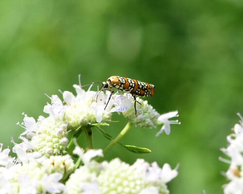 Ailanthus Webworm Moth