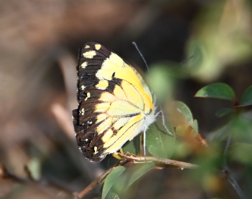 African Caper