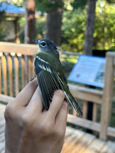 Blue-headed Vireo