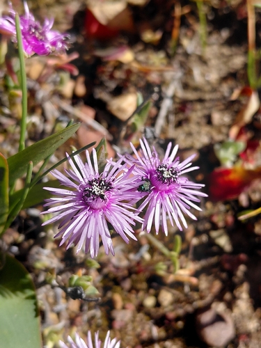 Antimima gracillima