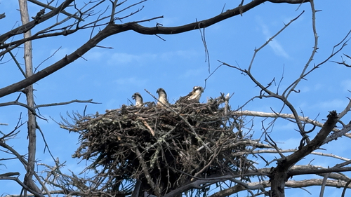 Osprey