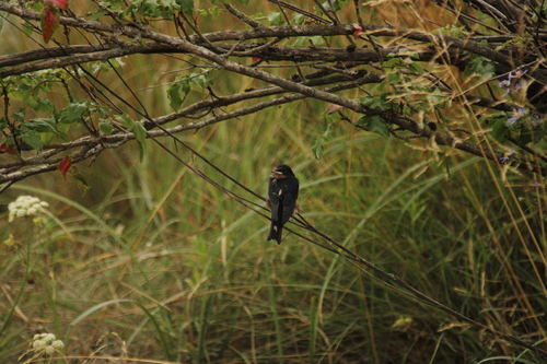 Barn Swallow