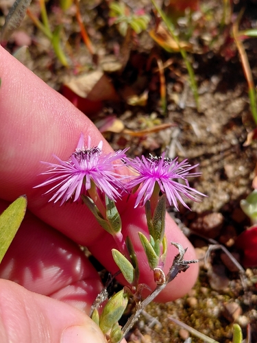 Antimima gracillima