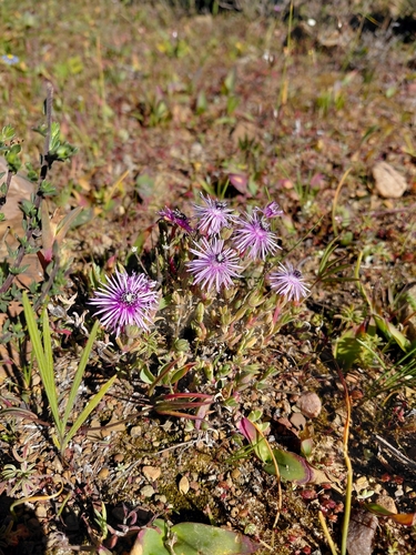 Antimima gracillima