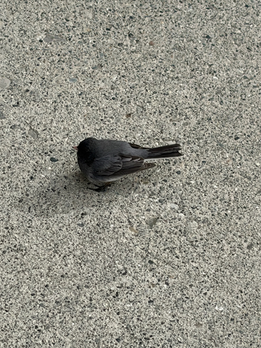 Dark-eyed Junco