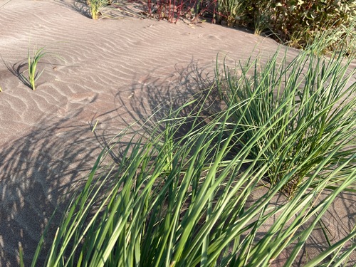 American Marram Grass