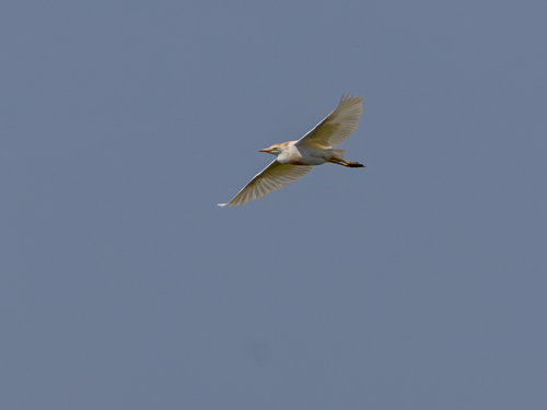 Western Cattle-Egret