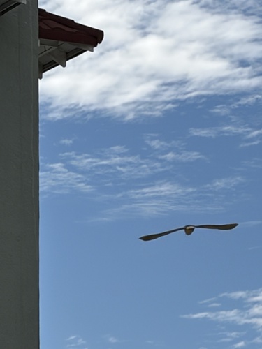 iNaturalist image