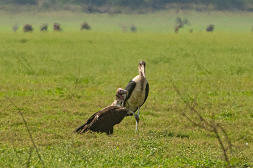 iNaturalist image