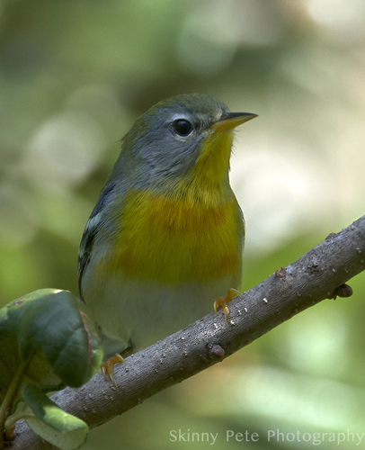 Northern Parula