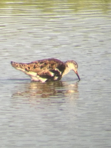iNaturalist image