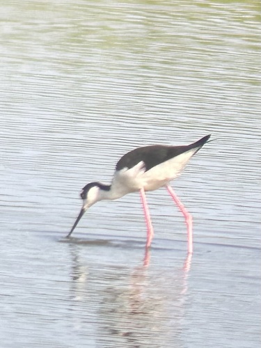 Black-necked Stilt