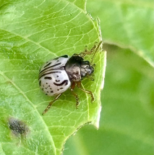 Dogwood Leaf Beetle