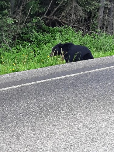 American Black Bear