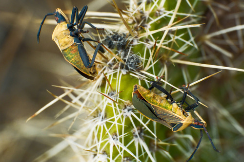 Cactus Coreid Bug